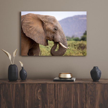 Canvas Print Animals Elephant_2 40x30 cm