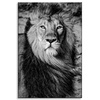 Canvas Print Grey Lion Mane Face Eyes 80x120 cm