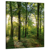 Canvas Print Sun Forest Trees Rays of Light 80x100 cm