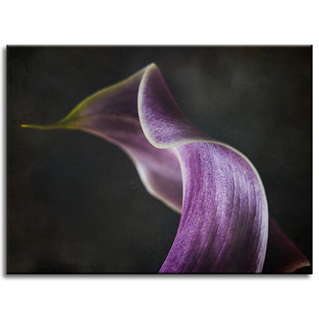 Canvas Print Botany Flower Purple Petal 40x30 cm