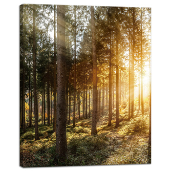 Canvas Print Birch Trees Sun Morning 40x50 cm