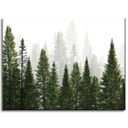 Canvas Print Rain Forest Nature Trees 40x30 cm