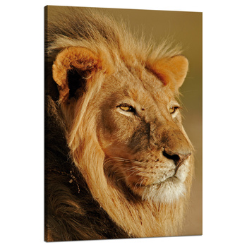 Canvas Print Lion in the Sunlight Face Nature 80x120 cm