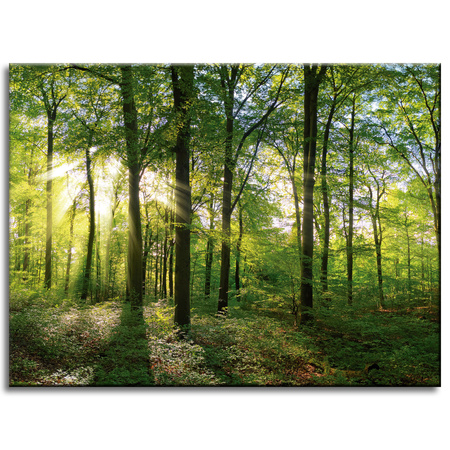Canvas Print Sun Forest Trees Rays of Light 40x30 cm