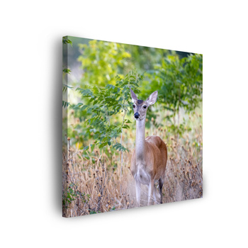 Canvas Print Animals Roe Deer 40x40 cm