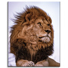 Canvas Print Head Lion Mane Wildness 40x50 cm