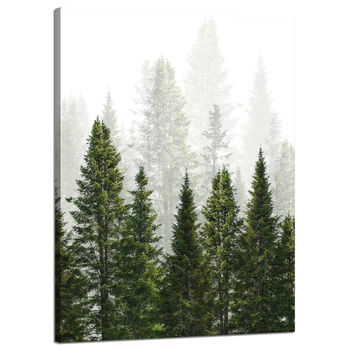 Canvas Print Rain Forest Nature Trees 50x70 cm