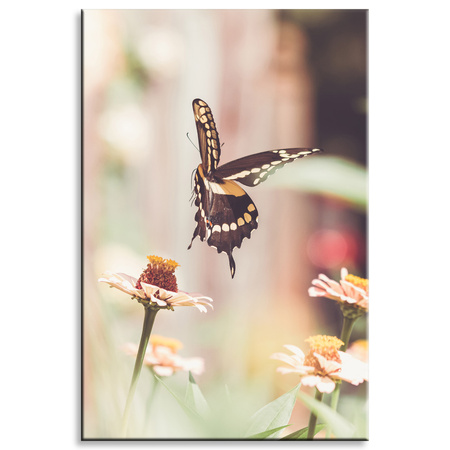 Canvas Print Nature Insect Butterfly Flowers Spring Summer 80x120
