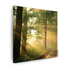 Canvas Print Sunlight Forest Path Nature 80X80 cm