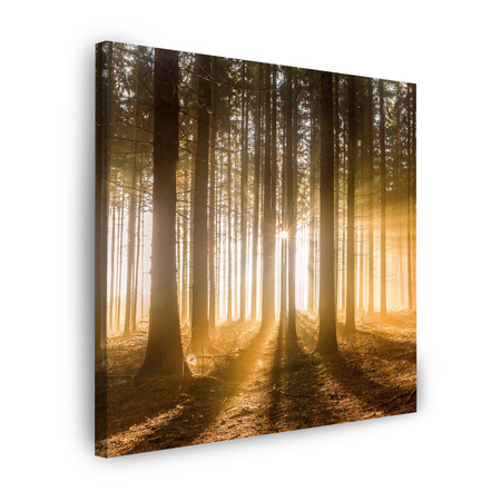 Canvas Print Sun in the Forest Light Tree 90X90 cm