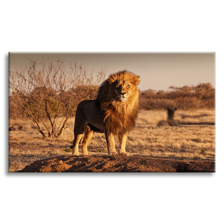 Canvas Print Lion in the Middle of the Savannah Sunset 100x80 cm