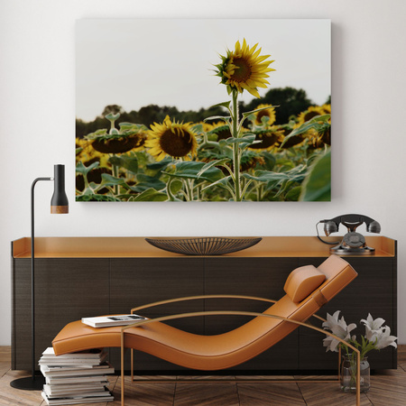 Canvas Print Botany Sunflower Field 40x30 cm