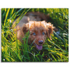 Canvas Print Animals Dog in the Grass 100x80 cm