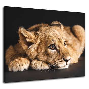 Canvas Print Lying Little Lion Nature 100x80 cm
