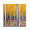 Canvas Print Birch Trees Autumn Yellow Leaves 80X80 cm