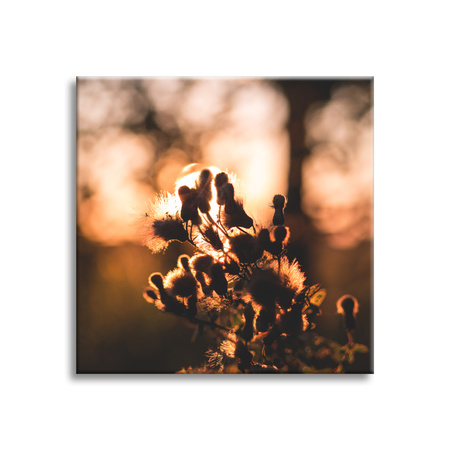 Canvas Print Botany Morning 40x40 cm