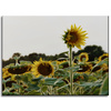Canvas Print Botany Sunflower Field 40x30 cm