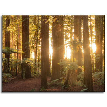 Canvas Print Sun Rays Forest Trees 40x30 cm