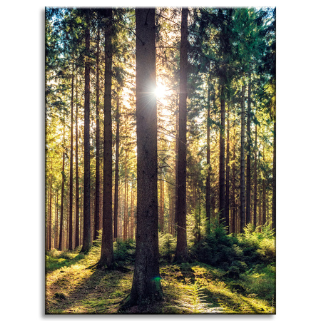 Canvas Print Forest Sun Trees Spring Morning 30x40 cm