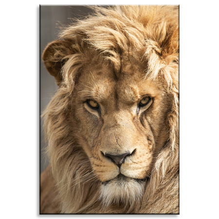 Canvas Print Terrible Beautiful Lion Brightness Animal 80x120 cm