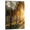 Canvas Print Birch Trees Sun Morning 40x60 cm
