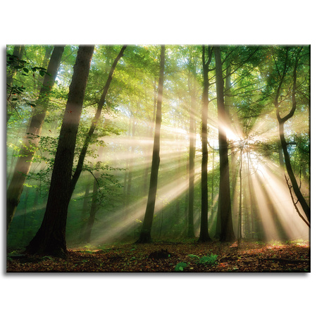 Canvas Print Sun in the Forest Trees Nature 40x30 cm