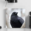 Canvas Print Animals Crow 40x40 cm