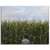 Canvas Print Nature Corn Field 100x80 cm