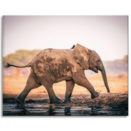 Canvas Print Muddy Running Elephant Nature 100x80 cm