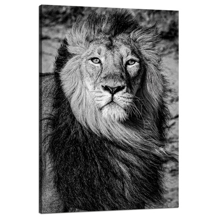 Canvas Print Grey Lion Mane Face Eyes 80x120 cm