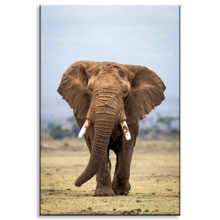 Canvas Print Elephant Africa Art Nature 80x120 cm