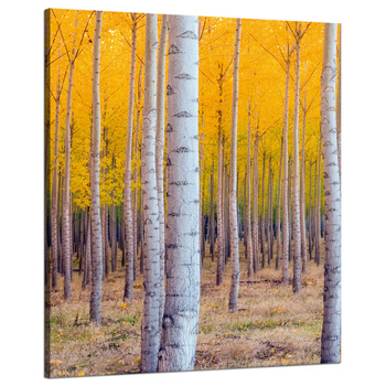 Canvas Print Birches in Autumn Yellow Leaves 80x100 cm