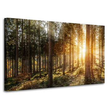 Canvas Print Birch Trees Sun Morning 100x60 cm