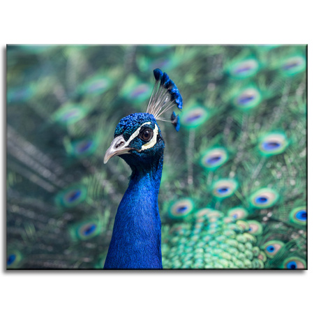 Canvas Print Animals Peacock 40x30 cm
