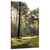Canvas Print Forest Trees Sun Nature 70x120 cm