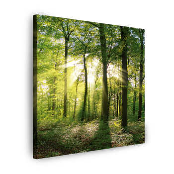 Canvas Print Sun Forest Trees Rays of Light 90X90 cm