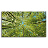 Canvas Print Leaves Trees Green Sun Sky 120x80 cm