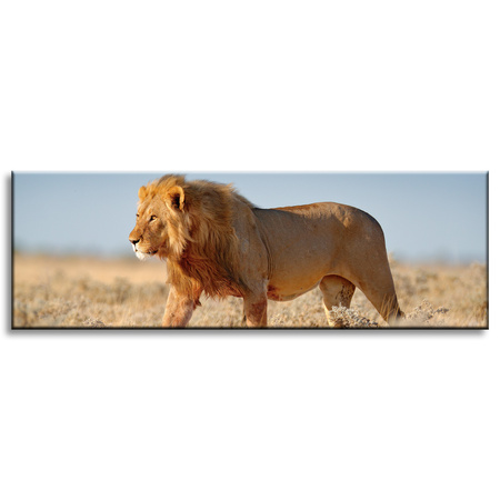 Canvas Print Walking Lion on Savannah Grass 120x40 cm