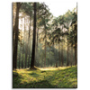 Canvas Print Forest Trees Sun Nature 30x40 cm