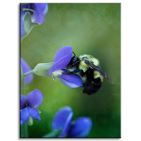 Canvas Print Botany Bee Flower 30x40 cm