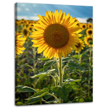 Canvas Print Botany Sunflower Field 30x40 cm