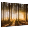 Canvas Print Sun in the Forest Light Tree 100x80 cm