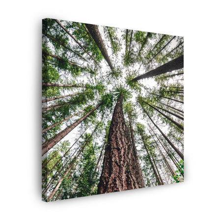 Canvas Print Trees Sky Nature Nature Art 90X90 cm