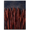 Canvas Print Botany Dark Wheat Ears 30x40 cm