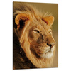 Canvas Print Lion in the Sunlight Face Nature 80x120 cm