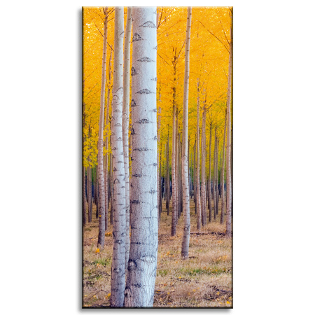 Canvas Print Birches in Autumn Yellow Leaves 40x80 cm