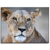 Canvas Print Animals Lioness 40x30 cm