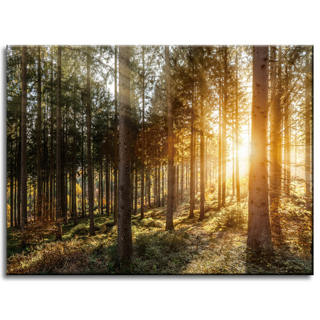 Canvas Print Birch Trees Sun Morning 40x30 cm