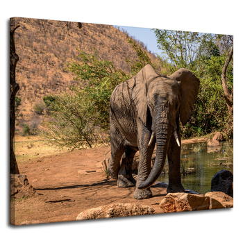 Canvas Print Elephant Africa Water Mud Sun 100x80 cm
