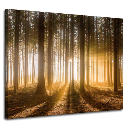 Canvas Print Sun in the Forest Light Tree 100x80 cm